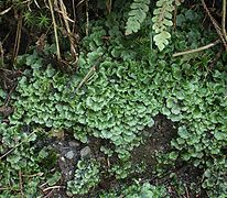 Pellia epiphylla sur sol humide.