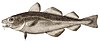 Atlantic cod