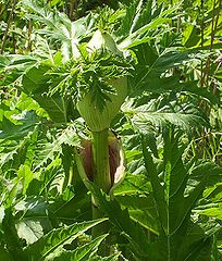 Plante en croissance.