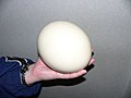 An ostrich egg.