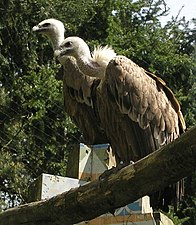 Vale gieren in Dierenpark Amersfoort