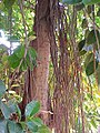 aerial roots