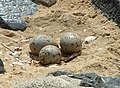 Nid simplement creusé dans le sable, avec quelques éclats de coquillages.