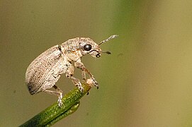 Sitona striatellus.