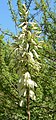 Yucca Thomsonia (flowering)