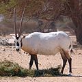 Oryx leucoryx