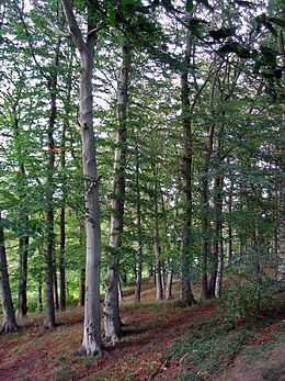 Európai bükk (Fagus sylvatica)