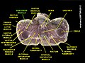 Sartorius muscle