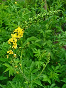 Großer Odermennig (Agrimonia procera)