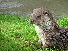 The near-threatened Eurasian otter