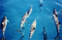 A pod of spinner dolphins in Kauai, Hawaii