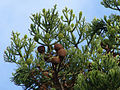 Foliage and cones