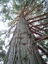 Tree; San Jacinto Mountains, California