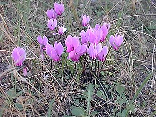 Græsk Alpeviol (Cyclamen graecum) Foto: Mark Griffiths