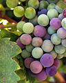 Image 19Wine grapes from the Guadalupe Valley in Ensenada, Baja California, Mexico (from Winemaking)