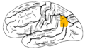左大脳半球の側面を横からみた図。オレンジ色の所が角回。