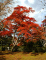 Momiji - Japanese Maples