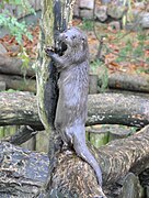 Photographie d’une loutre grimpant sur un tronc d’arbre.