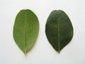 Abaxial and adaxial surfaces of a leaflet from the carob tree