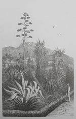 Un homme dans une allée de la pépinière Huber admire un yucca filifera en fleur ainsi que des agaves également en fleur et un cyca.