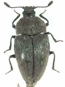 Priasilphidae