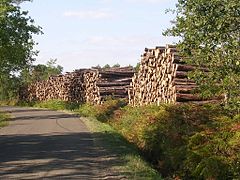 Bois stocké en bordure de route.