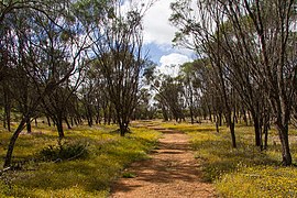 Coalseam Conservation Park