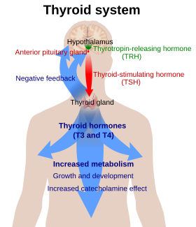 Diagram explaining the relationship between the thyroid hormones T3 and T4, thyroid stimulating hormone (TSH), and thyrotropin releasing hormone (TRH)