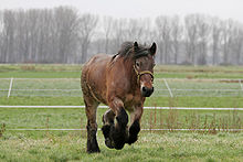 Cheval marron et noir courant, vu de face.