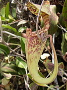 Nepenthes rafflesiana upper pitcher with coiled tendril.