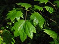 Acer circinatum