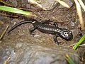 Una salamandra nera a spasso sotto la pioggia attorno al Pizzo Coca