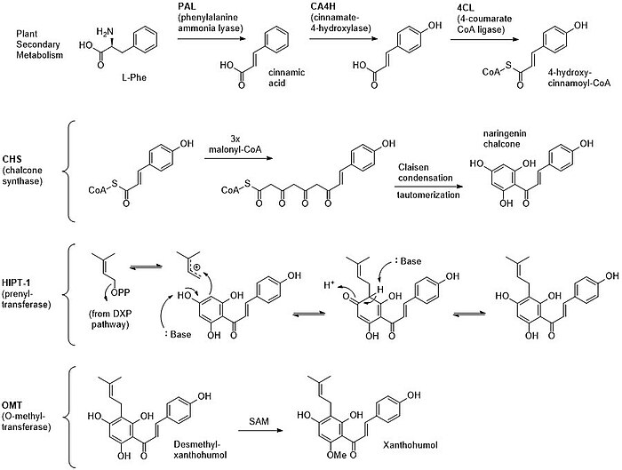 The biosynthesis of Xanthohumol utilizes building blocks from plant secondary metabolism, and is catalyzed by a type III PKS and accessory modifying enzymes.