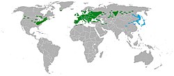 Keltamon levinneisyys maailmanlaajuisesti: tummanvihreällä nimialalajin (ssp. majus) ja sinivihreällä alalajin ssp. asiaticum levinneisyys