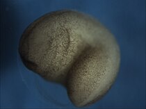 Embryo