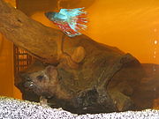 Bog-wood (similar to, but not, driftwood) in an aquarium, turning the water a tea-like brown