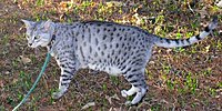 Black silver spotted tabby Mau