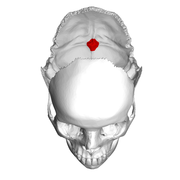 Protuberância occipital interna (em vermelho). Vista superior. Parietais removidos.