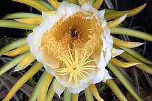 Photo of a flower with a large orange centre and delicate yellow stigma protruding. The centre is surrounded by white petals and a halo of green and yellow spikes.