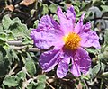 Cistus creticus from Crete