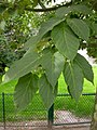 Acer davidii subsp. davidii