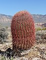 Ferocactus cylindraceus.