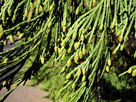 Foliage and male cones; Grants Pass, Oregon