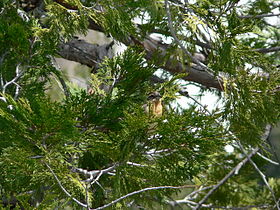 Foliage, with Pheucticus melanocephalus perched, Yosemite