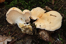 Hydnum repandum (Hydnaceae)