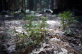 Seedlings, Yosemite