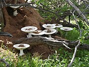 Termitomyces fungi are mutually dependent on Macrotermitinae termites for their survival.