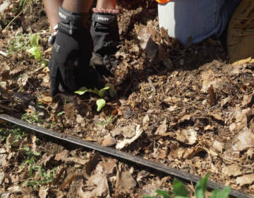 Person digging in the ground.