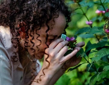 A person looking at closely at a bush with