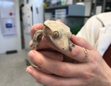 Tokay geckos are studied for their ability to stick to surfaces at Villanova University's Stark Lab. (Maiken Scott/WHYY)